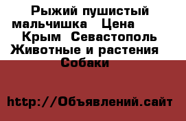 Рыжий пушистый мальчишка › Цена ­ 50 - Крым, Севастополь Животные и растения » Собаки   